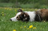 BORDER COLLIE 954